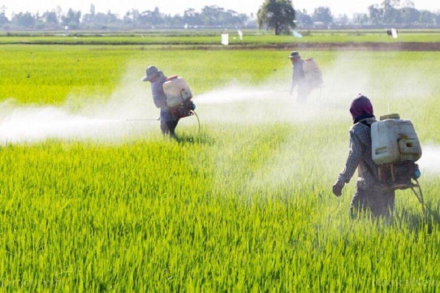 خبرنگاران کشاورزان مناطق گرمسیری کرمانشاه مزارع غلات را سمپاشی نمایند