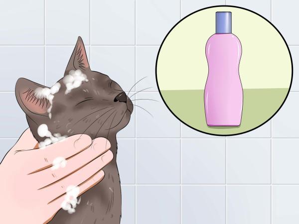 فوت وفن حمام گربه