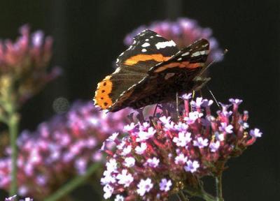 10 گیاه یکساله برای جذب پروانه ها به باغچه یا بالکن!