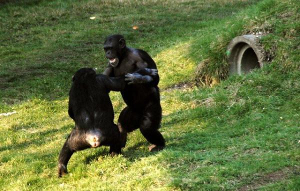 رفتار خارق العاده شامپانزه ، جنگیدن به سبک انسان!