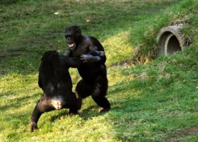 رفتار خارق العاده شامپانزه ، جنگیدن به سبک انسان!
