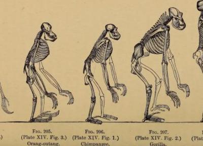 چرا شانه انسان مستعد درد است؟ خطای تکاملی یا سازگاری هوشمند؟